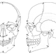 Illustration for article titled Ancestry, Race, and Forensic Anthropology